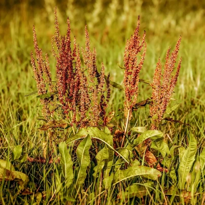 Šťovík kyselý - Rumex acetosa - semena - 25 ks