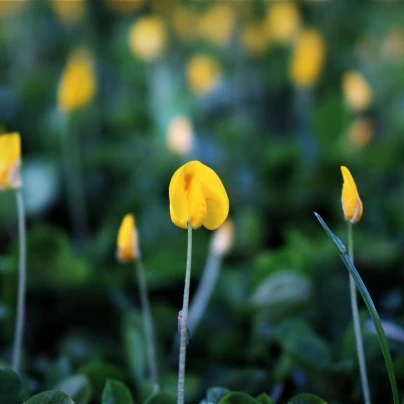 Podzemnice olejná - Arachis hypogaea - semena - 3 ks