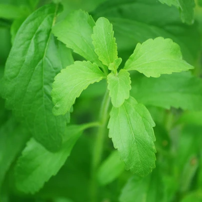 Stévie sladká - Stevia rebaudiana - semena - 15 ks