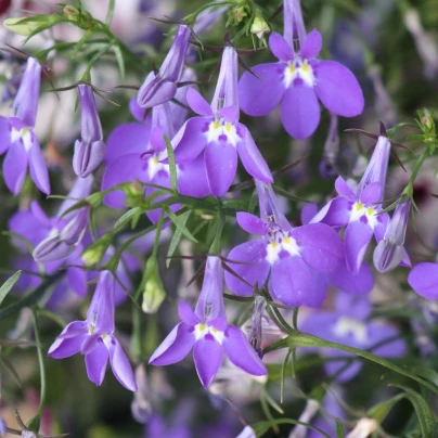 Lobelka nadmutá - Lobelia inflata - semena - 25 ks