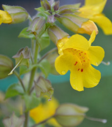 Kejklířka žlutá - Mimulus luteus - semena - 200 ks