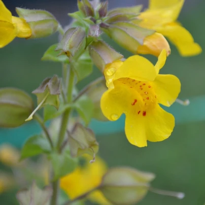 Kejklířka žlutá - Mimulus luteus - semena - 200 ks