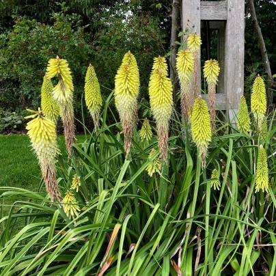 Mnohokvět Bílý - Kniphofia - Kleopatřina Jehla - prostokořenné sazenice - 1 ks