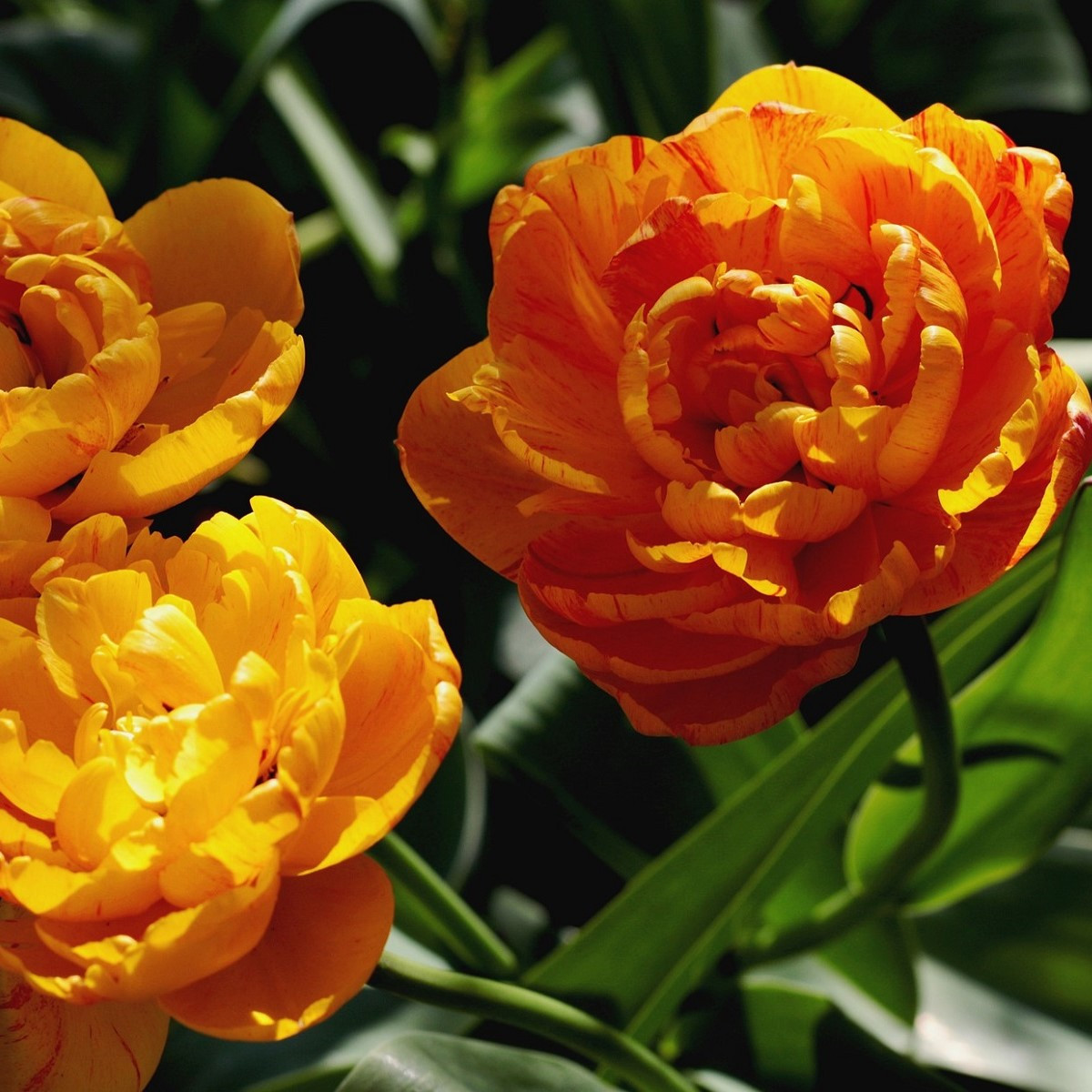 Tulipán Sunlover - Tulipa - cibuloviny - 3 ks