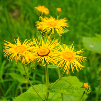 Oman pravý - Inula helenium - semena - 20 ks