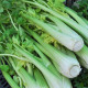 Celer řapíkatý Malachit - Apium graveolens - semena - 0,7 g