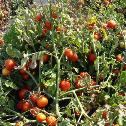 Rajče Dalimil - Solanum lycopersicum - semena - 0,1 g