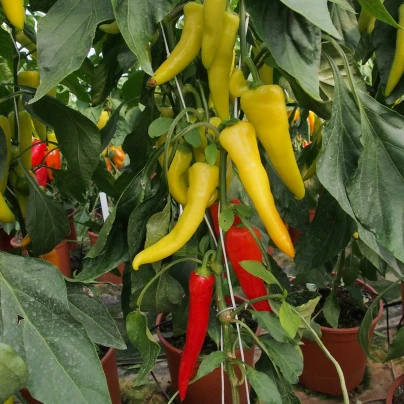 Paprika kozí/beraní roh Sora - Capsicum Annuum - semena - 55 ks