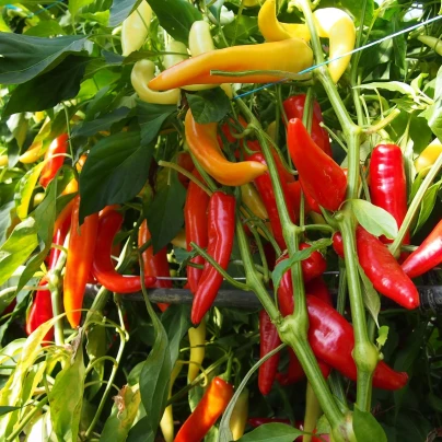 Paprika kozí/beraní roh Harriet - Capsicum Annuum - semena - 45 ks