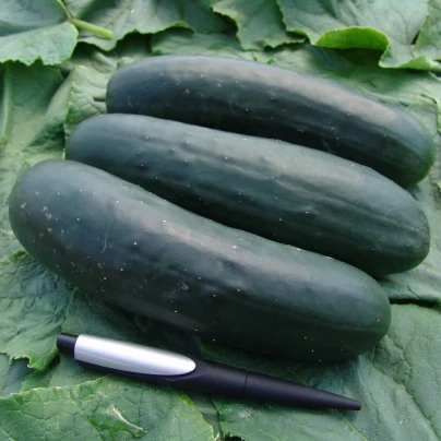 Okurka salátová Jogger F1 - Cucumis sativus - semena - 12 ks