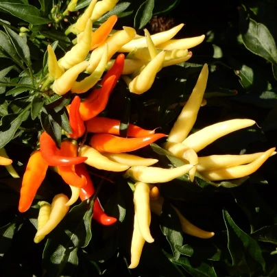 Paprika Poupila - Capsicum annuum - semena - 50 ks