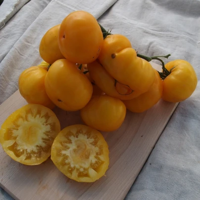 Rajče Yellowstone - Solanum lycopersicum - semena - 15 ks