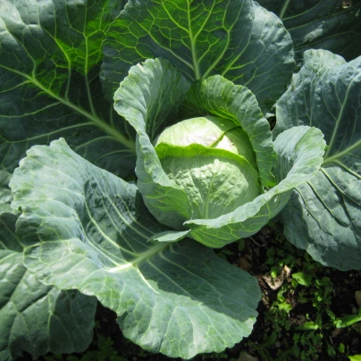 Zelí hlávkové pozdní Holt - Brassica oleracea - semena - 200 ks