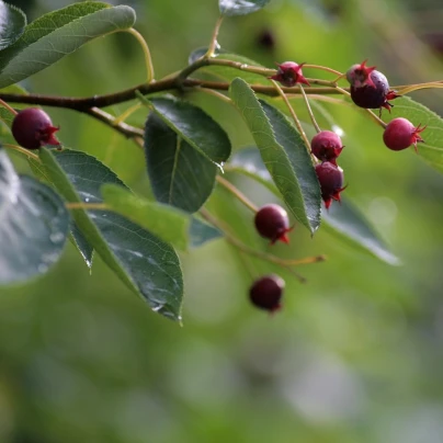 Muchovník kanadský - Amelanchier canadensis - semena - 10 ks