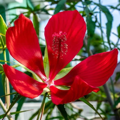 Ibišek šarlatový - Hibiscus coccineus - semena - 5 ks