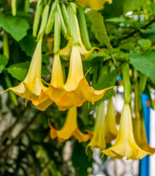 Brugmansie žlutá - Brugmansia sp - semena - 5 ks