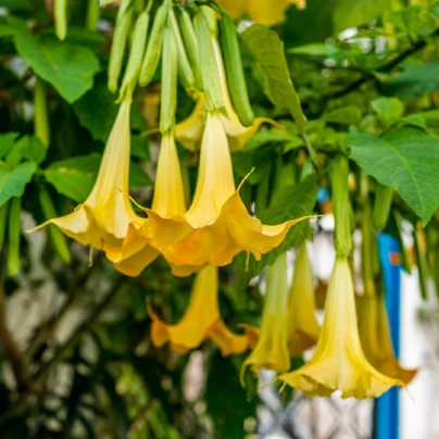 Brugmansie žlutá - Brugmansia sp - semena - 5 ks