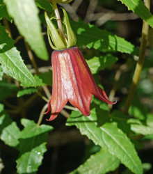 Kanarína kanárská - Kanárský zvonek - Canarina canariensis - semena - 6 ks