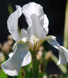 Kosatec síťkovaný bílý - Iris Reticulata - cibuloviny - 3 ks