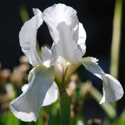 Kosatec síťkovaný bílý - Iris Reticulata - cibuloviny - 3 ks