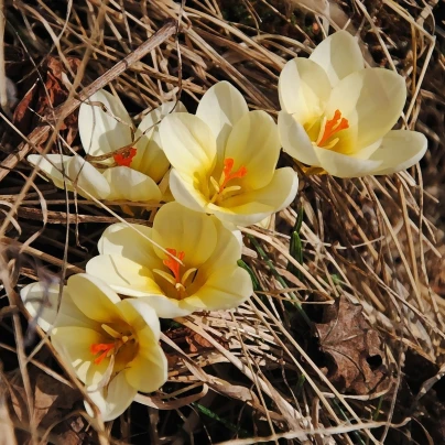 Krokus Ochroleucus - Crocus ochroleucus - cibuloviny - 3 ks