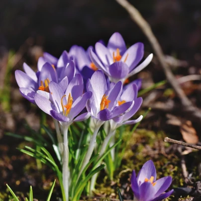 Krokus Tomasiniho Lilac Beauty - Crocus Tommasinianus - cibuloviny - 3 ks