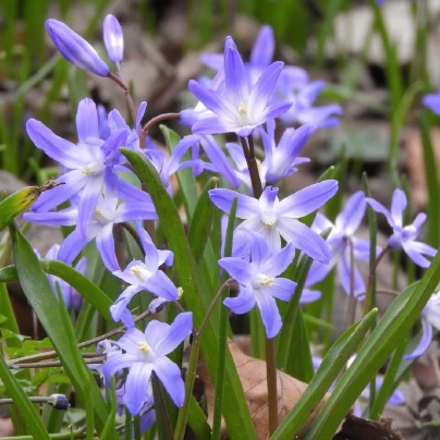 Ladonička fialová Violet Beauty - Chionodoxa luciliae - cibuloviny - 5 ks