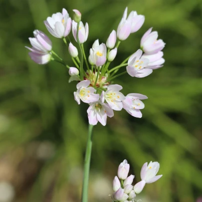 Česnek okrasný růžový - Allium roseum - cibuloviny - 3 ks