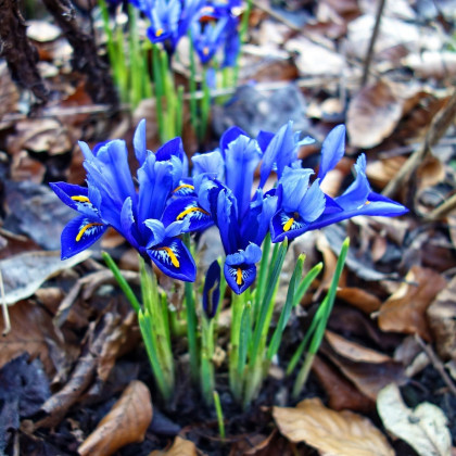 Kosatec Sapphire Beauty - Iris pumila - cibuloviny - 3 ks