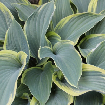 Funkie - Bohyška - Hosta Francess Williams - cibuloviny - 1 ks