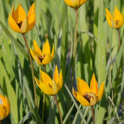 Tulipán lesní - Tulipa sylvestris - cibuloviny - 3 ks
