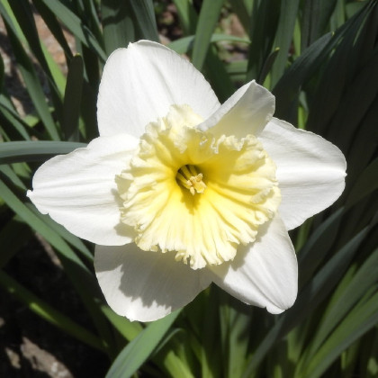 Narcis Mount hood - Narcissus Trumpet - cibuloviny - 3 ks