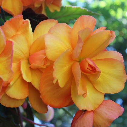 Begonie Golden Balcony - Begonia tuberhybrida - cibuloviny - 2 ks
