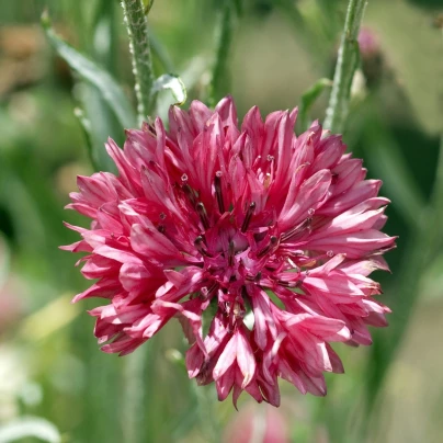 BIO Chrpa červená - Centaurea cyanus - bio semena - 50 ks