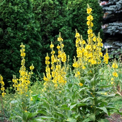 BIO Divizna velkokvětá - Verbascum densiflorum - bio semena - 300 ks