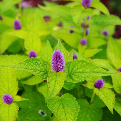 BIO Agastache fenyklová - Agastache foeniculum - bio semena - 100 ks