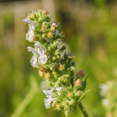 BIO Šanta kočičí citrónová - Nepeta cataria var. citriodora - bio semena - 15 ks