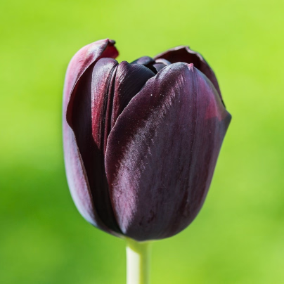 Tulipán Ronaldo - Tulipa - cibuloviny - 3 ks