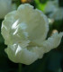 Tulipán White Parrot - Tulipa parrot - cibuloviny - 3 ks