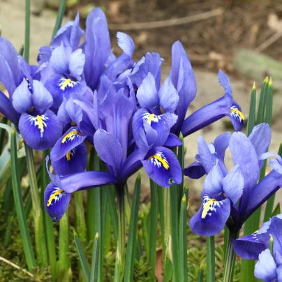 Směs nízkých kosatců - Iris reticulata - cibuloviny - 5 ks