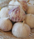 Sadbový česnek Havel - Allium sativum - paličák - 1 balení