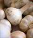 Sadbový česnek Lukan - Allium sativum - nepaličák - cibule česneku - 1 balení