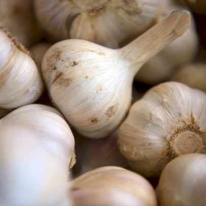 Sadbový česnek Lukan - Allium sativum - nepaličák - cibule česneku - 1 balení