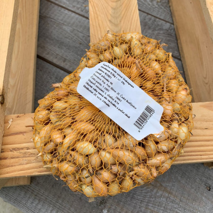 Cibule sazečka ozimá Shakespeare - Allium cepa - cibulky - 500 g