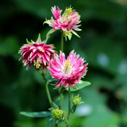 Orlíček Nora Barlow - Aquilegia vulgaris - semena - 30 ks