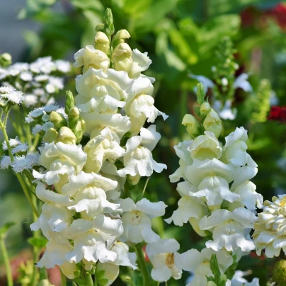 Hledík větší bílý - Antirrhinum majus - semena - 35 ks