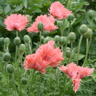 Mák setý Rose Feathers - Papaver somniferum - semena - 200 ks