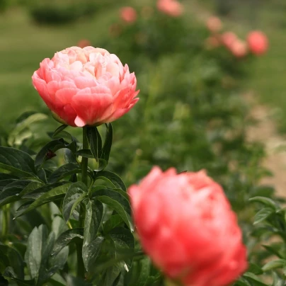 Pivoňka Coral Sunset - Paeonia lactiflora - cibuloviny - 1 ks