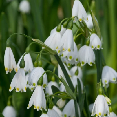 Bledule letní Giant - Leucojum aestivum - cibuloviny - 2 ks