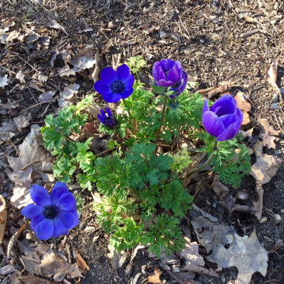 Sasanka Mr. Fokker - Anemone coronaria - cibuloviny - 3 ks